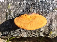 Vermiljoenhoutzwam [Pycnoporus cinnabarinus]